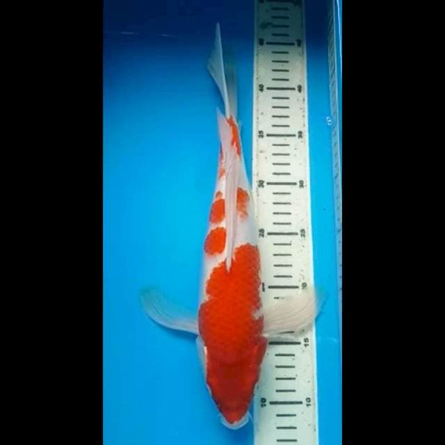 KOHAKU KUMPAY PUNUK 36 Cm