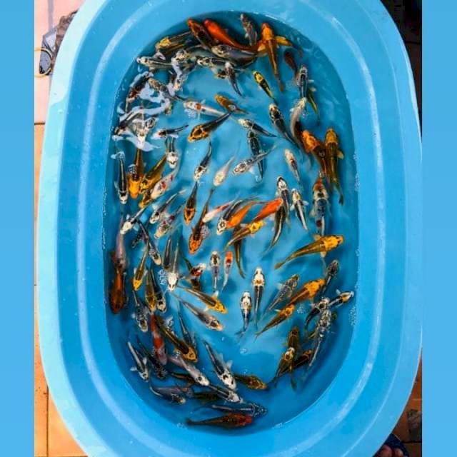 Bibit mix kujaku, 100 ekor