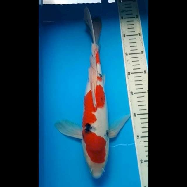 SANKE KUMPAY JUMBO PUNUK 38 Cm