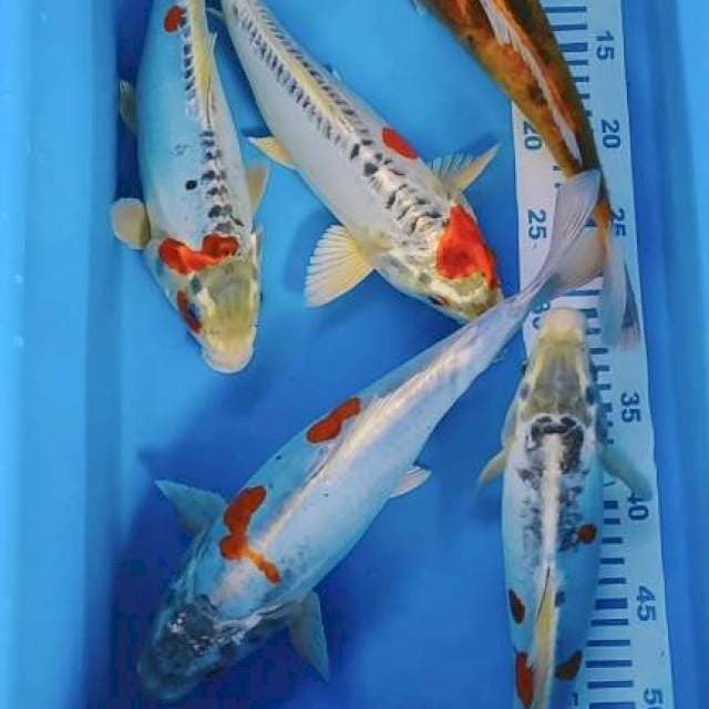 KIKOKURYU 31-36CM 5EKOR