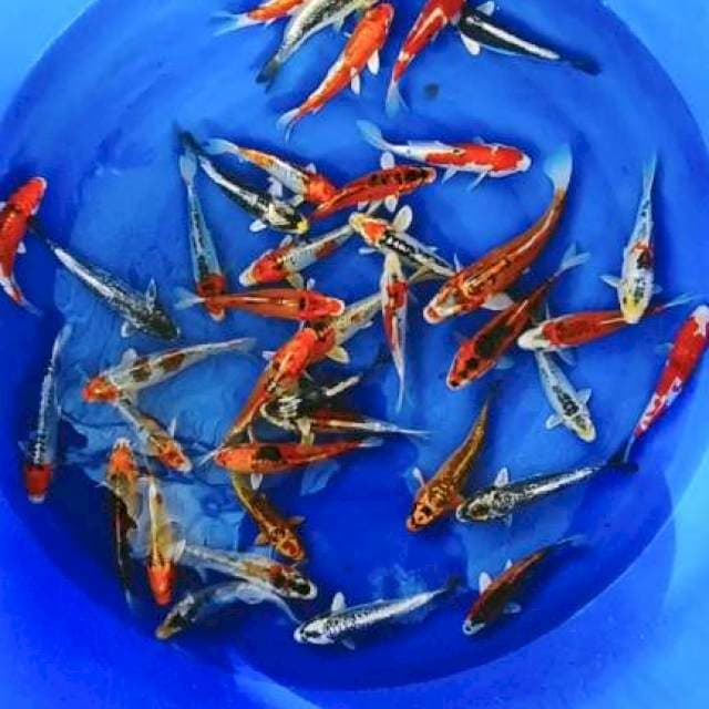 Mixxx 16-20cm 40rkor