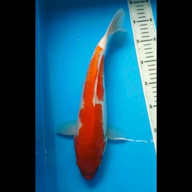 KOHAKU BODY JUMBO PUNUK 36 Cm, JANTAN