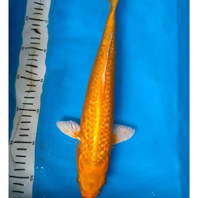 YAMABUKi GiNRIN JOZZ 36 cm