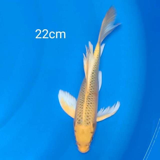 kimatsuba Kumpay 22cm