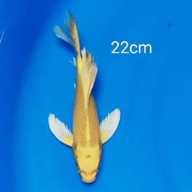 Yamabuki ogon kumpay 22cm