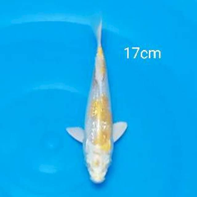Hariwake ginrin 17cm