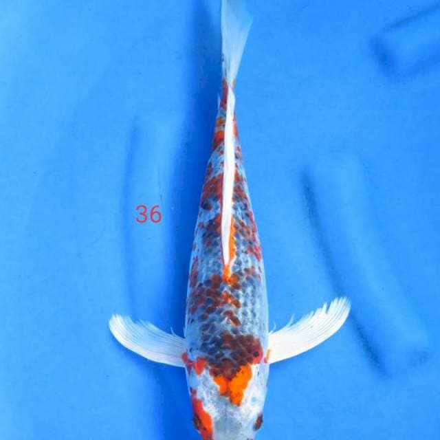 Goshiki 36cm