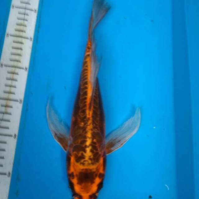 ANTIK KuMPAY 34 cm