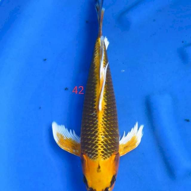 Kinmatshuba 42cm