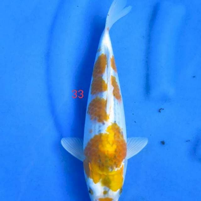 Harirabo 33cm