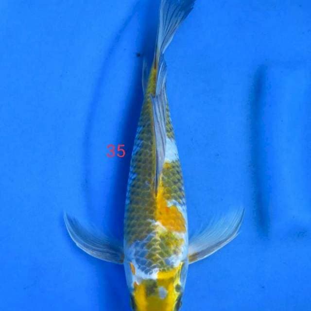 Kumpay 35cm