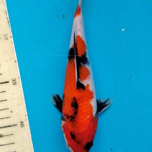 Showa 18cm