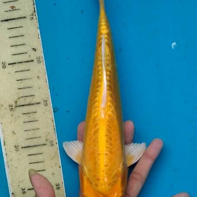 Yamabuki ogon 29cm