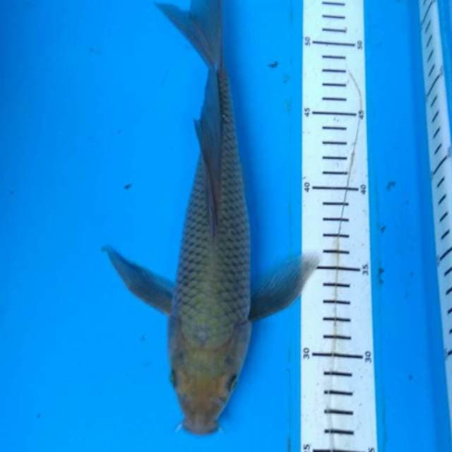 SORAGOI Kumpay 28 cm