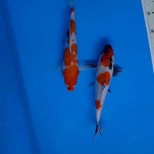 Showa 2.Ekor .all 25.Cm