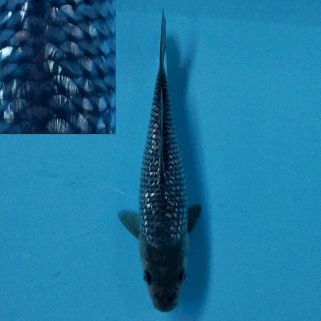 Super Soragoi Ginrin 25bu