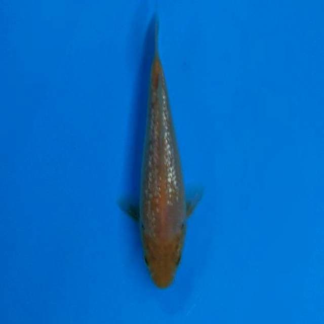 Karashi Ginrin 20bu