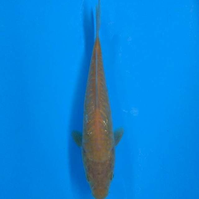 Karashi Aragoke 25bu