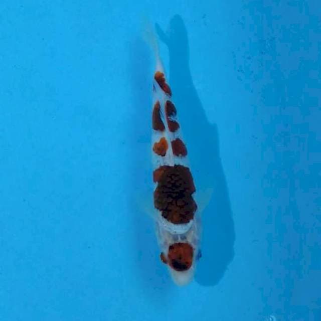 Maruten goromo