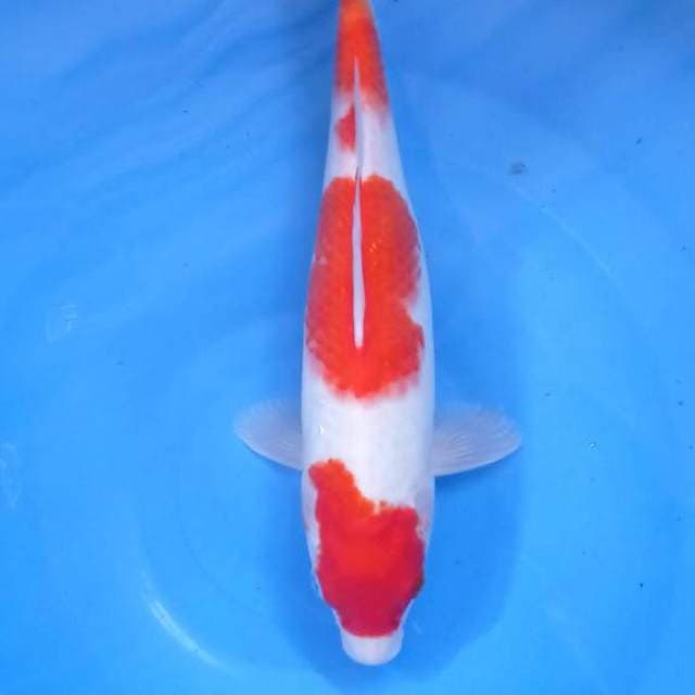 Kohaku 30Cm