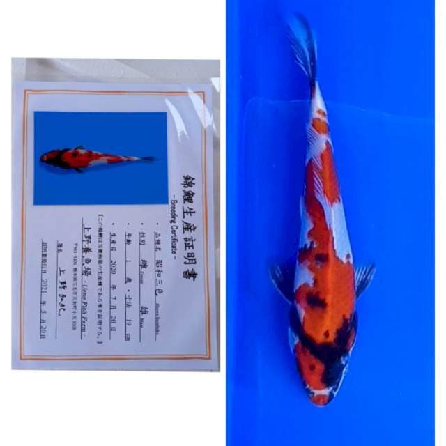 Showa Import Serti Ueno