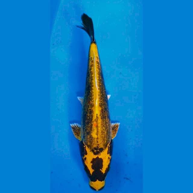 Banana 30cm