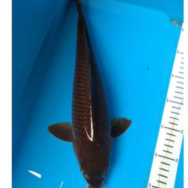 CHAGOI BAKAT JUMBO 38 cm