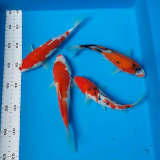 Gosanke 17-20cm