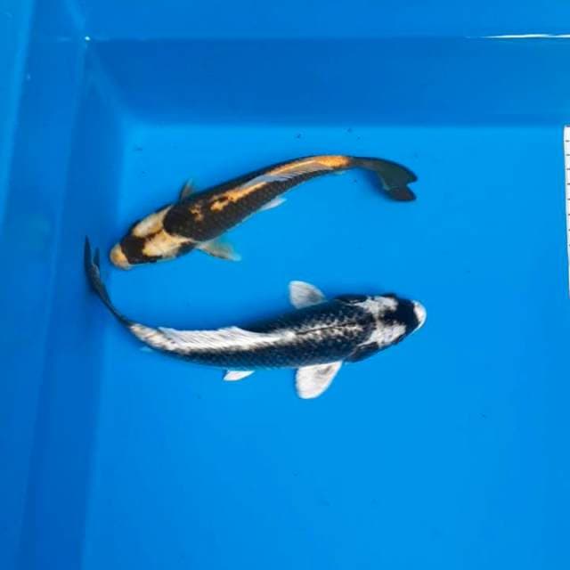 Kabuto 22-24cm