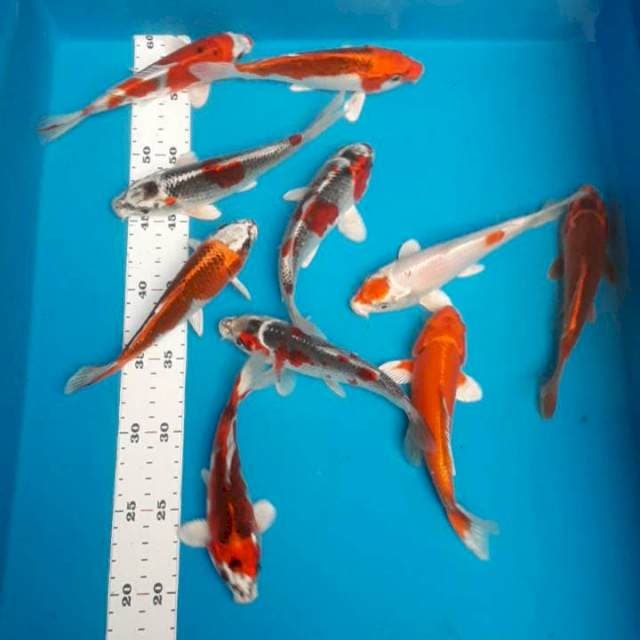 Mix 16-17cm