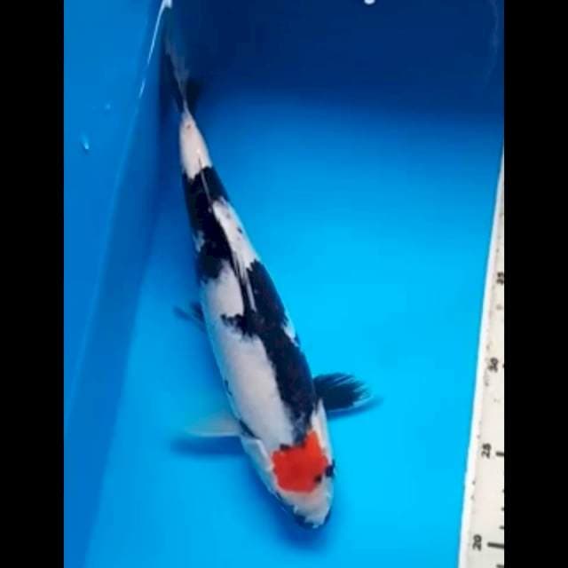 TANCHO SHOWA ORIGINAL 31 Cm