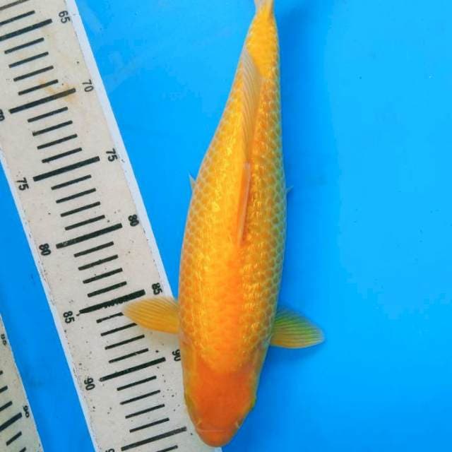 Ogon Ginrin Bulky 35 cm