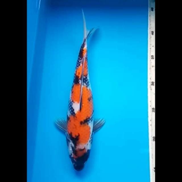 MARUTEN SHOWA ORIGINAL 28 Cm