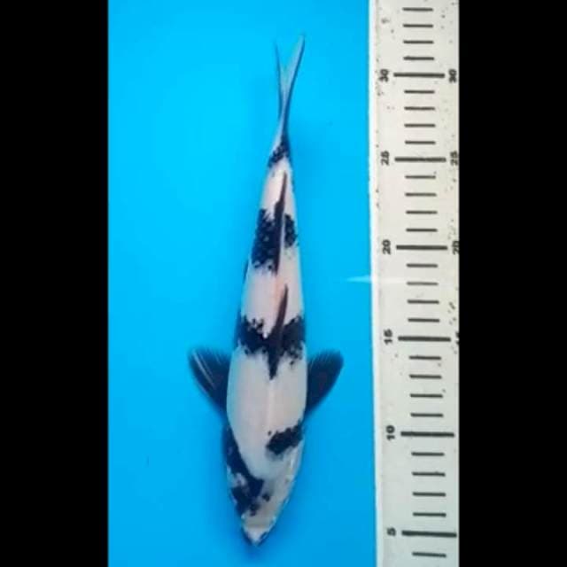 SHIRO PUNUK 28 Cm, JANTAN