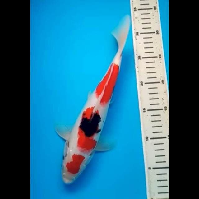 MARUTEN SHOWA ORIGINAL 30 Cm, JANTAN