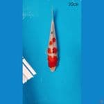 Sanke 20cm 