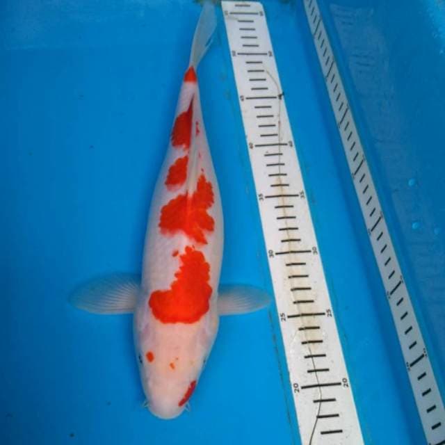 KOHAKU RED STRONG 4 STEP 35 cm
