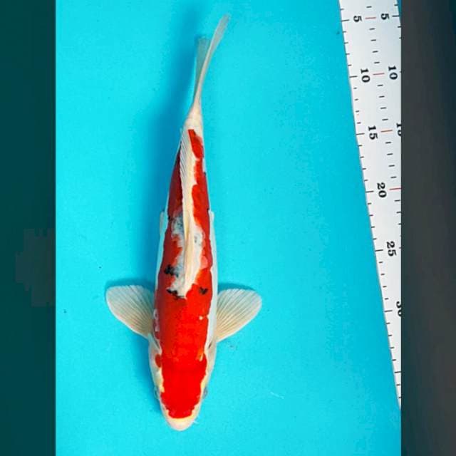 Sanke hikari 30cm male
