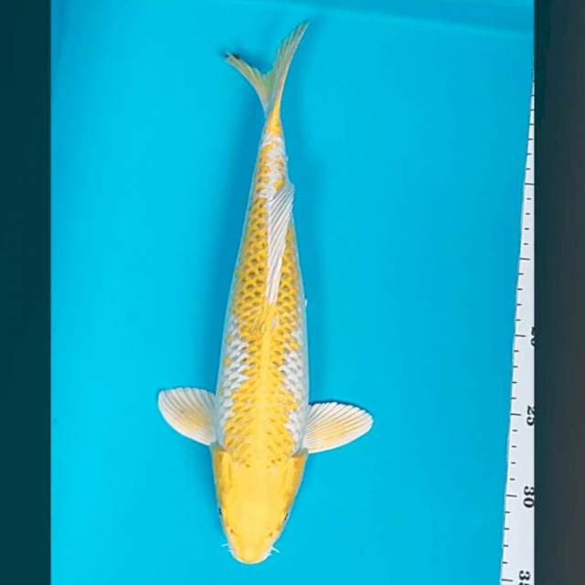 Hariwake 33cm male