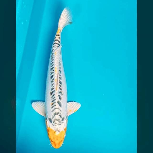 Yellow kiko 33cm male