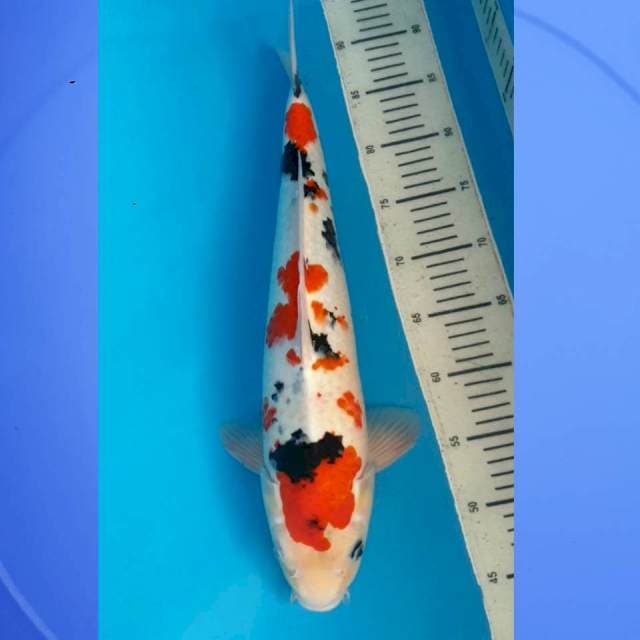 Kindai Showa 47cm