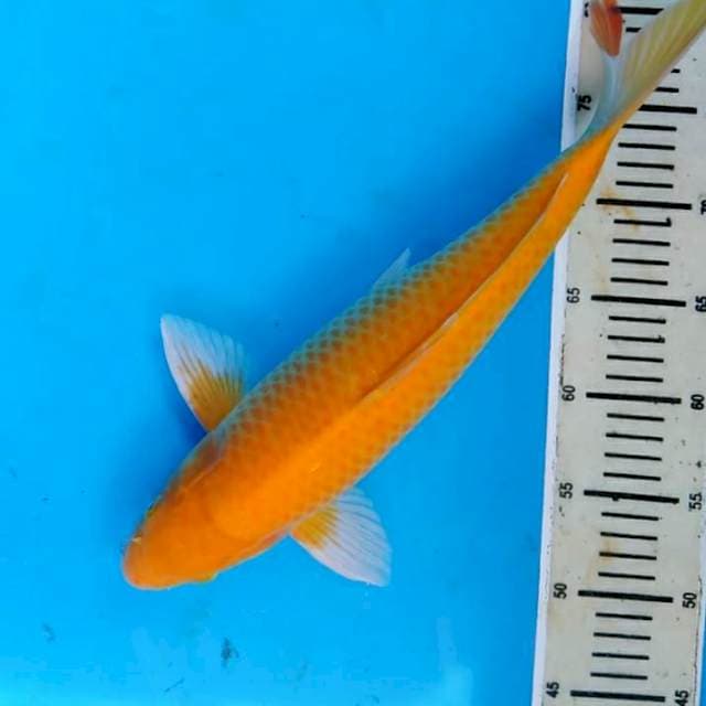 Ogon Bulky 42 cm