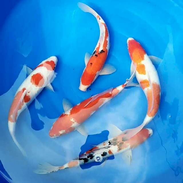 Mix 35 cm