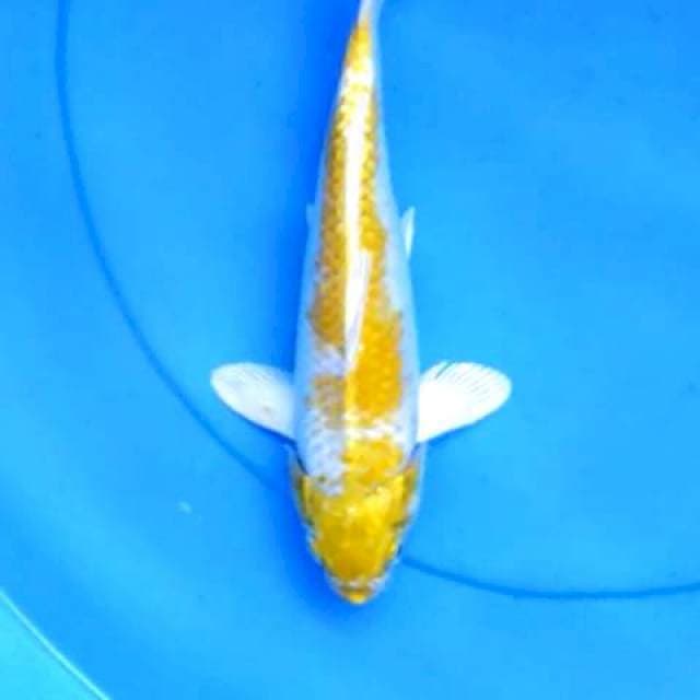 Hariwake 25 cm