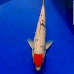 Tancho sanke tategoi 34 cm