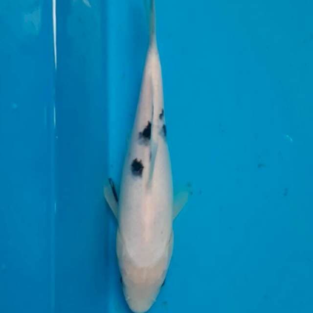 Bekko 20cm