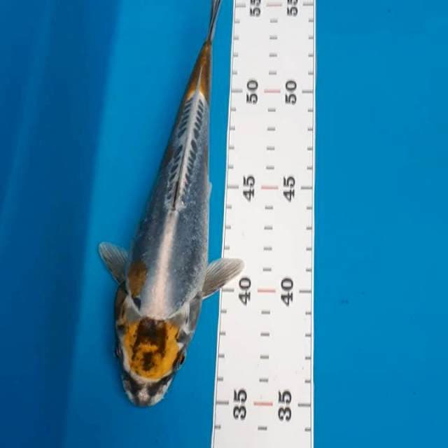Kikoryu 20cm
