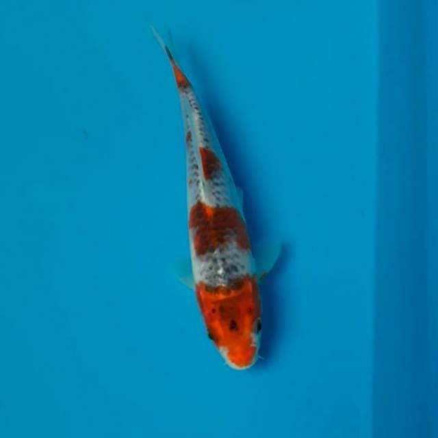 Goshiki 20cm