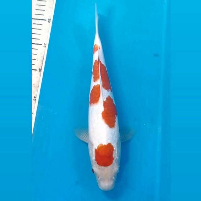 Kohaku, 30 cm