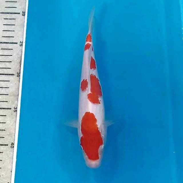 Kohaku, 22 cm